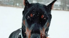 Dobermana v lasti roshina - pasma ali starševske funkcije?